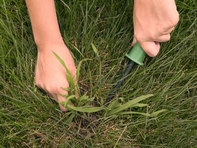 crabgrass