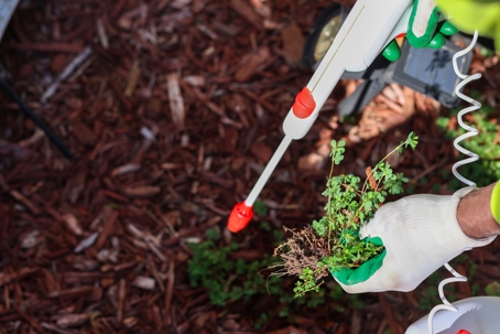 man pulling weeds from a garden