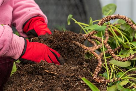 lawn planting