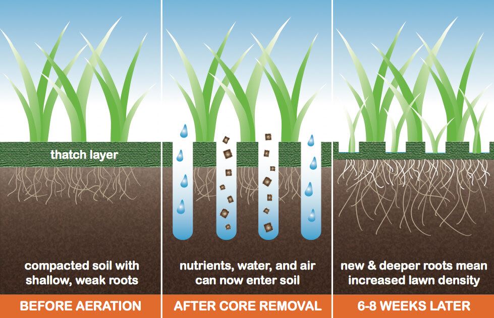 Before & After Aeration in grass and soil layers