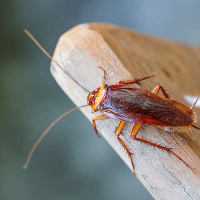 cockroach log