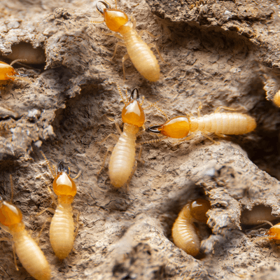 termites 