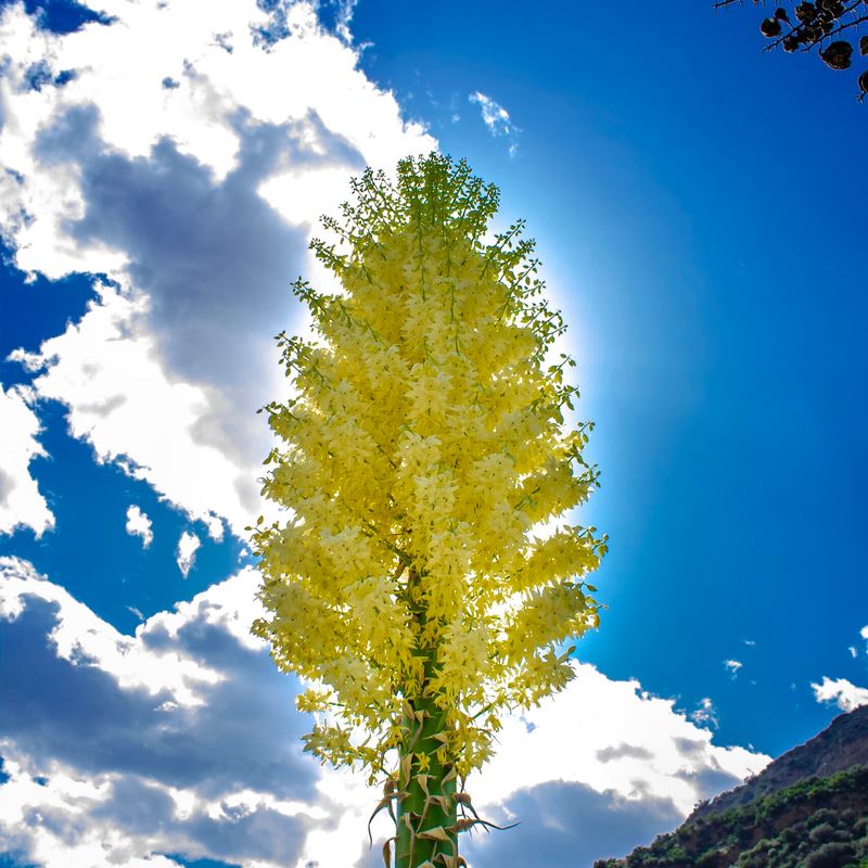 Best Trees To Plant Instead of Palm Trees In Southern California