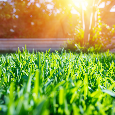 lush lawn with sunshine 