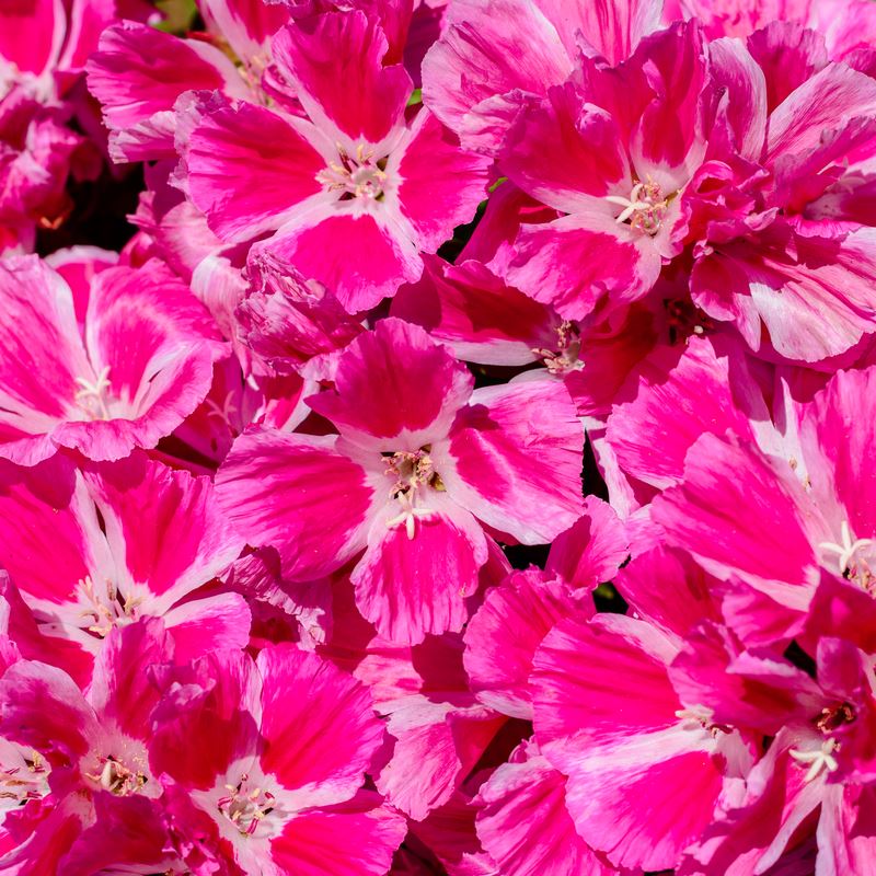 clarkia flowers